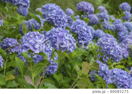 紫陽花 紫陽花 60085275