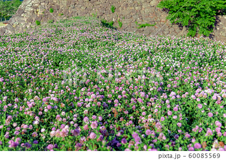 松代城址の土塁に咲くアカツメクサ 60085569