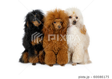 Three Toy Poodle Dogs Of Different Colors On Aの写真素材