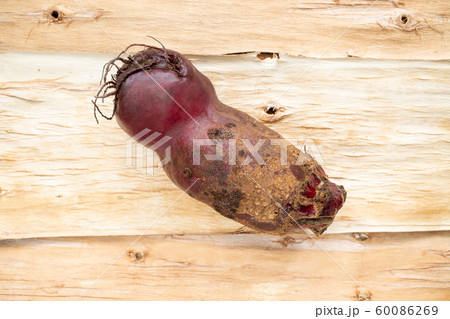 One big knobby ugly non-standard beet are lying diagonally on natural light background of inverted tree bark. Top view. One big knobby ugly non-standard beet are lying diagonally on natural light background of inverted tree bark. Top view. 60086269