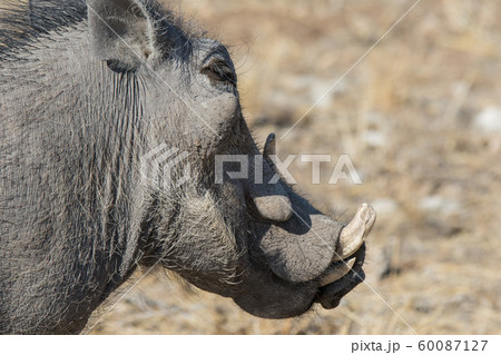 Closeup portrait of common gray warthog with big broken tusks standing in the grass in African savanna. Namibia Closeup portrait of common gray warthog with big broken tusks standing in the grass in African savanna. Namibia 60087127