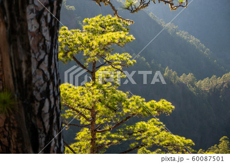 The woods Cumbrecita mountains in the Caldera de taburiente national park 60087501