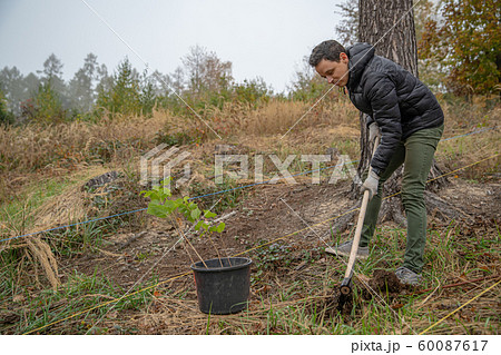 plantation of young trees for forest regeneration after intervention by natural elements plantation of young trees for forest regeneration after intervention by natural elements 60087617