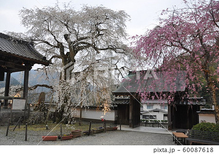 光福寺の枝垂れ桜 光福寺の枝垂れ桜 60087618