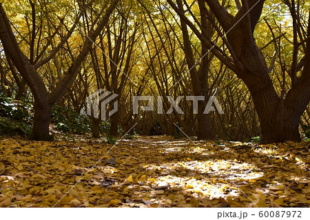 千本イチョウ園 60087972