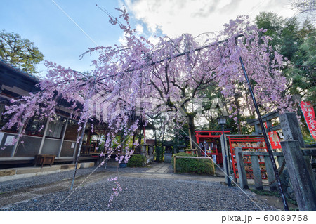水火天満宮の桜 水火天満宮の桜 60089768