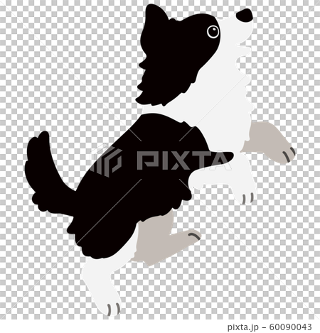 Jumping border collie no outline 60090043