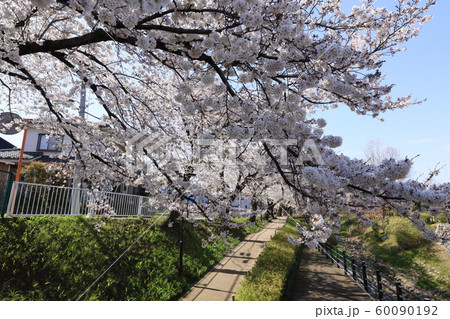 狭山池公園の桜の写真素材