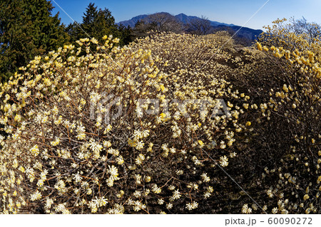 西丹沢・権現山のミツマタ群生地から見る檜洞丸稜線 60090272