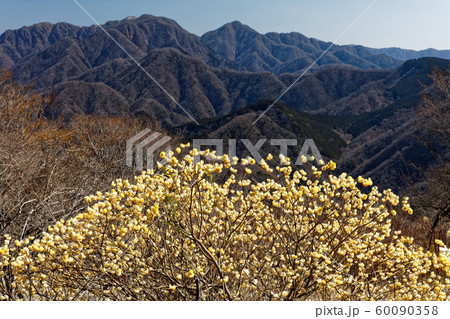 西丹沢・権現山のミツマタ群生地から見る檜洞丸稜線 60090358