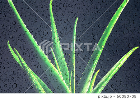 Aloe vera with fresh drops of water, on black gray background. 60090709