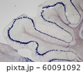 マウス小脳Slc1a3遺伝子mRNAを標的としたin situ hybridization_1 60091092