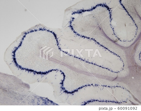 マウス小脳Slc1a3遺伝子mRNAを標的としたin situ hybridization_1 マウス小脳Slc1a3遺伝子mRNAを標的としたin situ hybridization_1 60091092