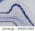 マウス小脳Slc1a3遺伝子mRNAを標的としたin situ hybridization_2 60091094