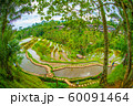 テガララン棚田 60091464