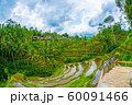 バリの段々畑 60091466