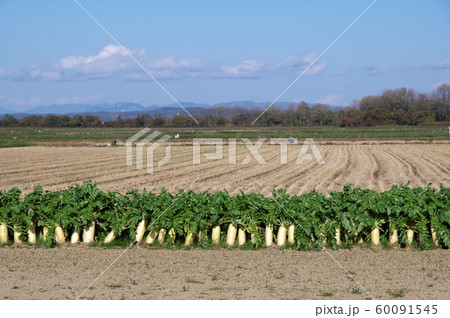 大根畑 60091545