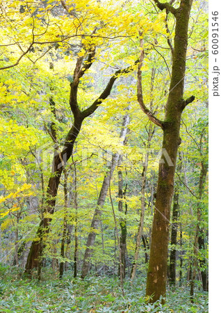 黄葉の林 黄葉の林 60091546