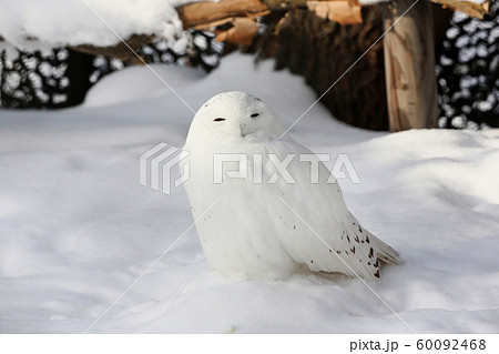 シロフクロウ シロフクロウ 60092468