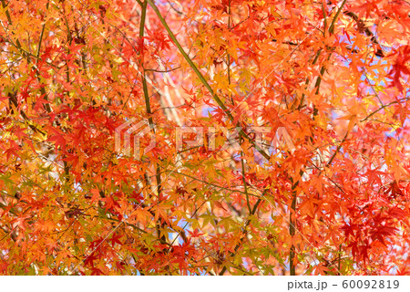 写真素材：法泉寺、紅葉、秋、もみじ、かえで 60092819