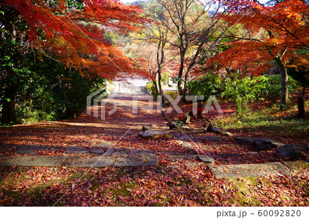 晩秋の参道・正法寺8 晩秋の参道・正法寺8 60092820