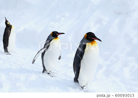 キングペンギン キングペンギン 60093015