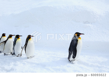 キングペンギンの散歩 60093022