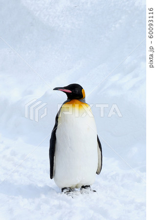 キングペンギン キングペンギン 60093116