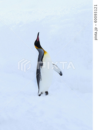 キングペンギン キングペンギン 60093121