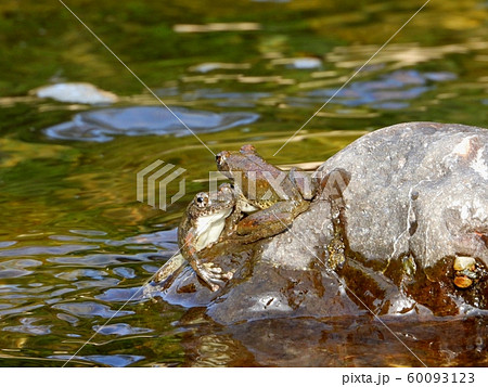 カジカガエルの縄張り争い カジカガエルの縄張り争い 60093123