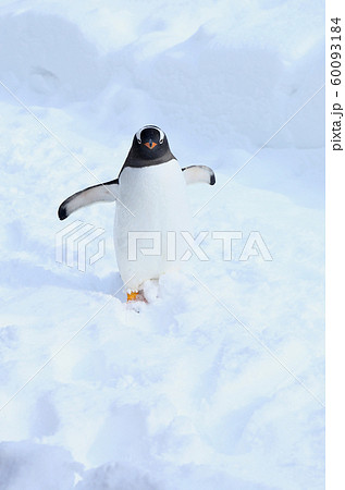 ジェンツーペンギン 60093184