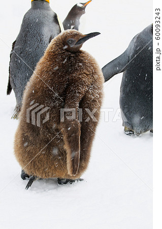 キングペンギンのヒナの写真素材