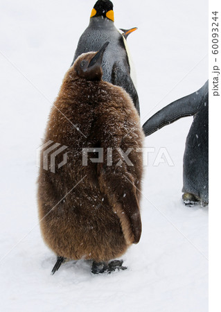 キングペンギンのヒナの写真素材