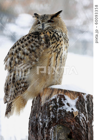 ワシミミズク 60093358