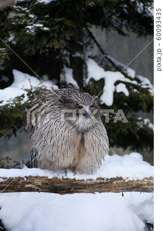 シマフクロウ 60093435
