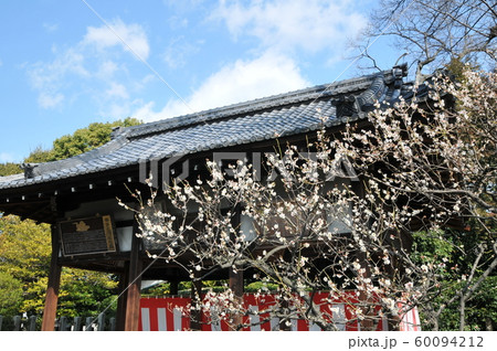 京都　春の城南宮　しだれ梅 60094212