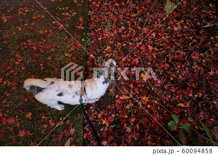 談山神社と犬 談山神社と犬 60094858