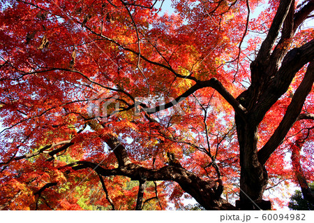 福蔵院にある大きなモミジの木の紅葉(9) 福蔵院にある大きなモミジの木の紅葉(9) 60094982