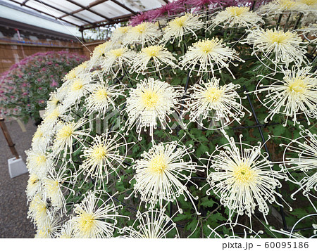 菊の花　千輪咲 60095186