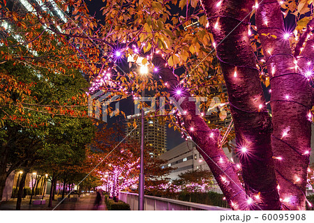 ピンク色に輝く目黒川のイルミネーション 60095908