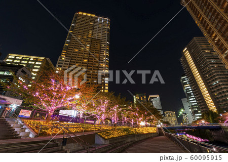 ピンク色に輝く目黒川のイルミネーション 60095915