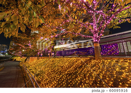 ピンク色に輝く目黒川のイルミネーション ピンク色に輝く目黒川のイルミネーション 60095916