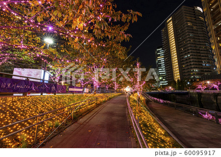 ピンク色に輝く目黒川のイルミネーション ピンク色に輝く目黒川のイルミネーション 60095917