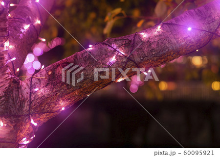 ピンク色に輝く目黒川のイルミネーション 60095921