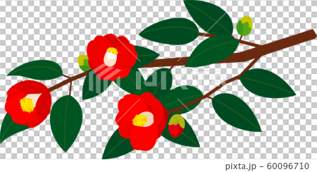 椿椿早春 椿椿早春 60096710