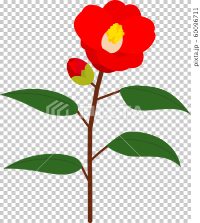 椿椿早春 60096711