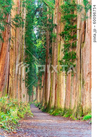 戸隠神社 奥社 参道 杉並木 長野県 の写真素材