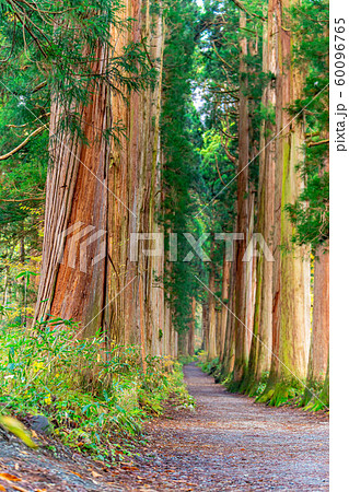 戸隠神社　奥社　参道　杉並木　【長野県】 60096765