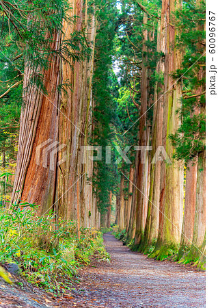 戸隠神社 奥社 参道 杉並木 長野県 の写真素材