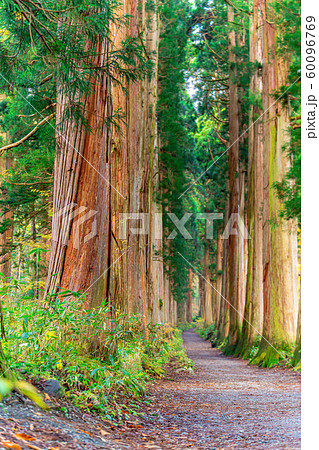 戸隠神社 奥社 参道 杉並木 長野県 の写真素材